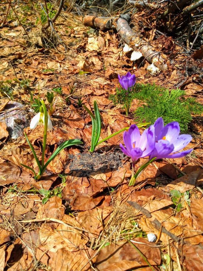 贝拉内Rakovic Katun - Biogradska Gora Accomodation别墅 外观 照片