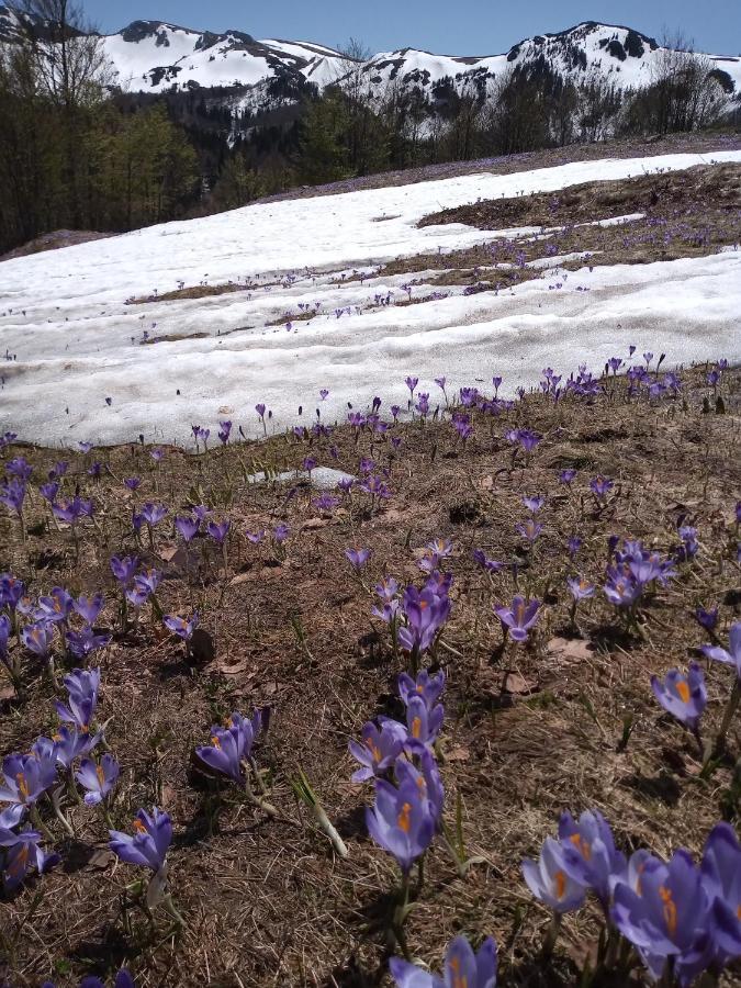 贝拉内Rakovic Katun - Biogradska Gora Accomodation别墅 外观 照片